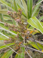 Acrothamnus colensoi