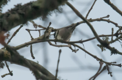 Poecile palustris