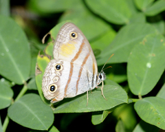 Cissia labe