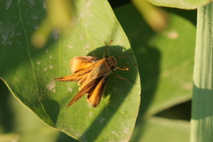 Hylephila phyleus