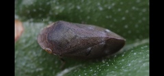 Leocomia modesta