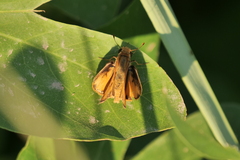 Hylephila phyleus