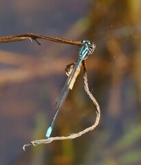 Acanthagrion gracile