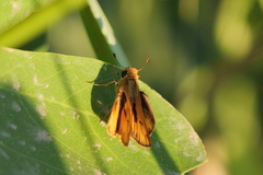 Hylephila phyleus