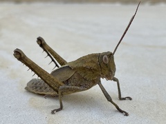Agriacris