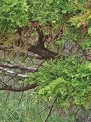 Juniperus chinensis