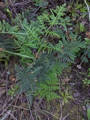 Pentagramma triangularis