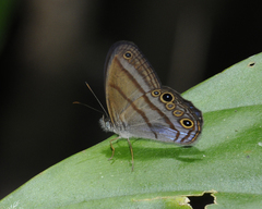 Amiga arnaca