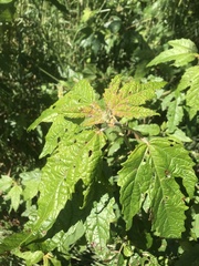 Acer pseudoplatanus