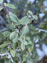 Ceanothus pauciflorus