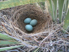 Toxostoma curvirostre