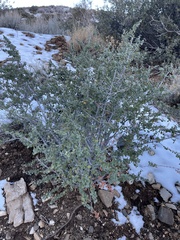 Ceanothus pauciflorus