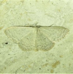 Scopula optivata