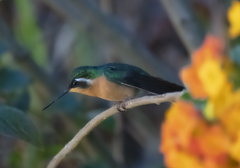Lampornis
