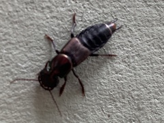 Antimerus punctipennis