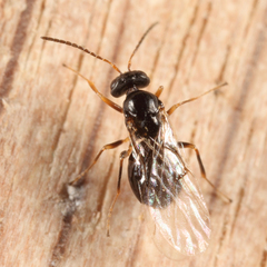 Neuroterus quercusbatatus