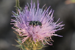 Astylus atromaculatus