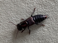 Antimerus punctipennis