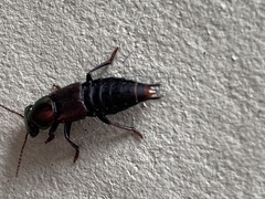 Antimerus punctipennis