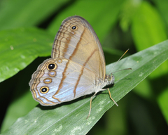 Amiga arnaca