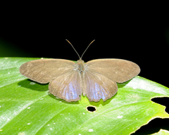 Amiga arnaca