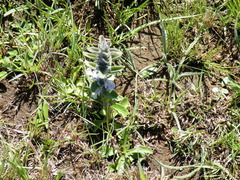 Ajuga ophrydis