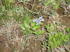 Ajuga ophrydis