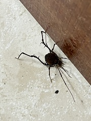Liogonyleptoides