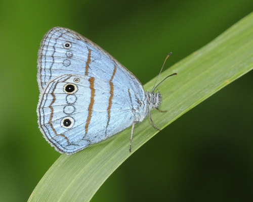 Caeruleuptychia aegrota