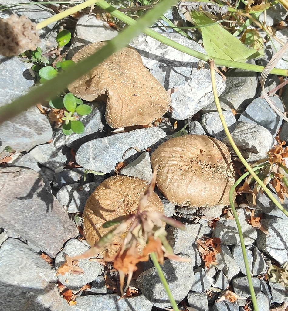 puffballs from Cass 7580, New Zealand on January 18, 2023 at 03:50 PM ...