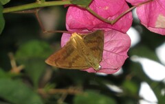 Telegonus anausis