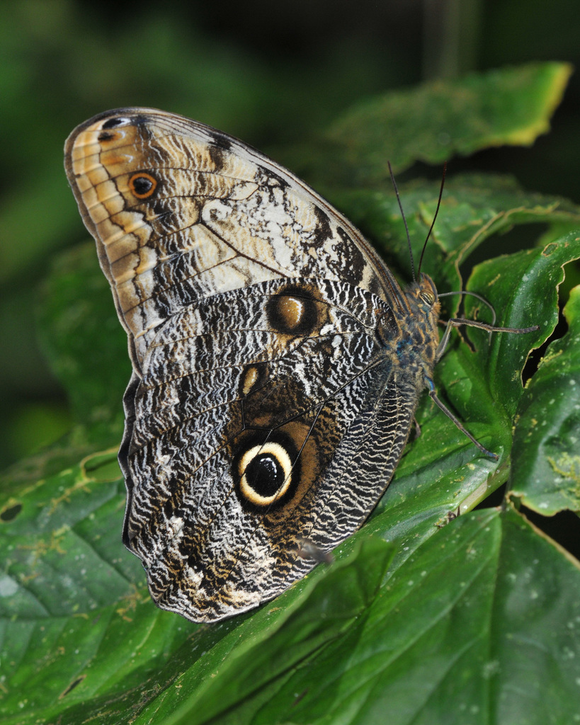 Caligo prometheus