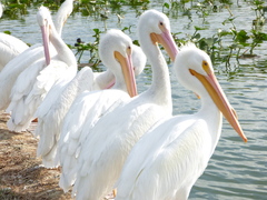 Pelecanus erythrorhynchos