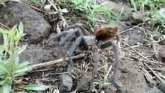 Dugesiella anitahoffmannae