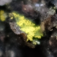 Candelaria concolor