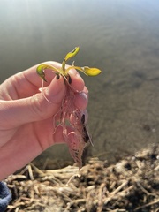 Potamogeton illinoensis