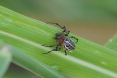 Alpaida veniliae