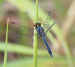 Erythrodiplax juliana