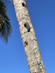 Melanerpes