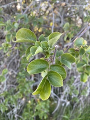 Sambucus cerulea