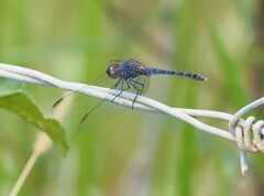 Erythrodiplax juliana