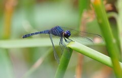 Erythrodiplax juliana