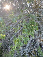 Sambucus cerulea