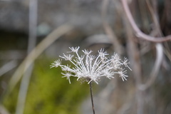Daucus carota