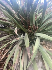 Agave
