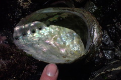 Haliotis kamtschatkana