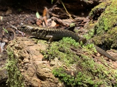 Silvascincus murrayi