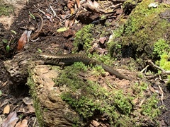 Silvascincus murrayi