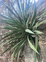 Agave