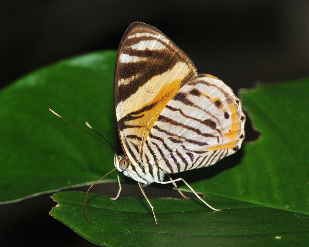 Tigridia acesta